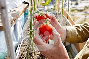 Men\'s hands harvests the tomato plant