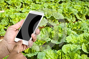 Men`s hands hold the phone, smartphone and green lettuce plants on growth for industry and large businesses