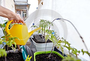 Men's hands hold watering can and watering the tomato plant