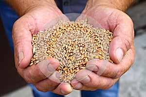 Men`s hands hold wheat grains