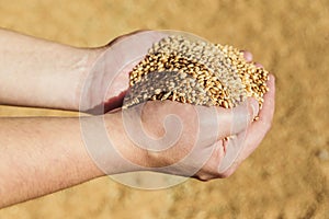 Men's hands holding ripe wheat