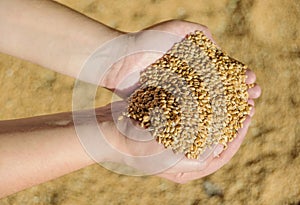 Men`s hands holding ripe wheat