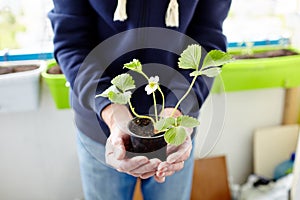 Men`s hands holding strawberry seedling in the pot, selective focus