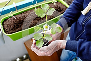 Men`s hands holding strawberry seedling in the pot, selective focus