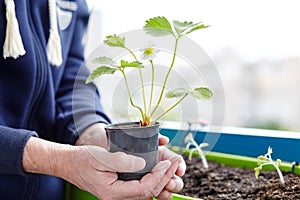 Men`s hands holding strawberry seedling in the pot, selective focus