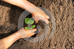 Men`s hands plant cucumber seedlings in a greenhouse