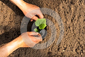 Men`s hands plant cucumber seedlings in a greenhouse