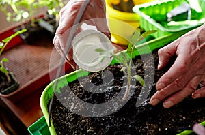 Men`s hands planting tomato seedlings in the soil and watering, selective focus. Planting