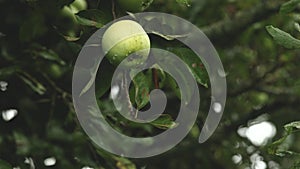 Men`s hands pluck a green apple from a branch Fresh organic fruits concept