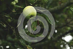 Men`s hands pluck a green apple from a branch Fresh organic fruits concept