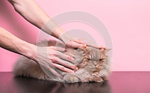 Men`s hands stroke an evil cat on a pink background. Man stroking a cat, a cat does not like it