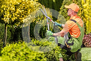 Men Shaping Garden Trees