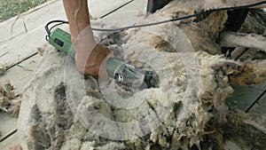 Men shearer shearing sheep at agricultural show in competition. Electric professional sheep manual hair clipper sheep