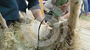 Men shearer shearing sheep at agricultural show in competition. Electric professional sheep manual hair clipper sheep