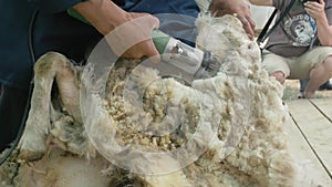 Men shearer shearing sheep at agricultural show in competition. Electric professional sheep manual hair clipper sheep