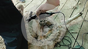 Men shearer shearing sheep at agricultural show in competition. Electric professional sheep manual hair clipper sheep