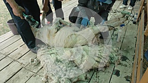 Men shearer shearing sheep at agricultural show in competition. Electric professional sheep manual hair clipper sheep