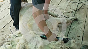 Men shearer shearing sheep at agricultural show in competition. Electric professional sheep manual hair clipper sheep