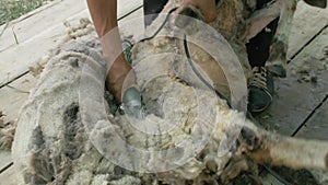 Men shearer shearing sheep at agricultural show in competition. Electric professional sheep manual hair clipper sheep