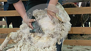 Men shearer shearing sheep at agricultural show in competition. Electric professional sheep manual hair clipper sheep