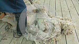 Men shearer shearing sheep at agricultural show in competition. Electric professional sheep manual hair clipper sheep