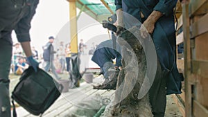 Men shearer shearing sheep at agricultural show in competition. Electric professional sheep manual hair clipper sheep