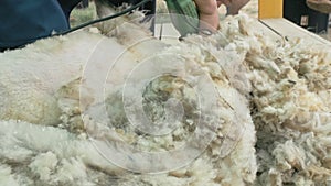 Men shearer shearing sheep at agricultural show in competition. Electric professional sheep manual hair clipper sheep