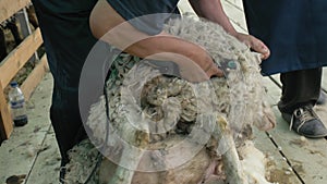 Men shearer shearing sheep at agricultural show in competition. Electric professional sheep manual hair clipper sheep