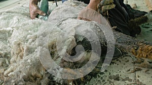 Men shearer shearing sheep at agricultural show in competition. Electric professional sheep manual hair clipper sheep