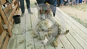 Men shearer shearing sheep at agricultural show in competition. Electric professional sheep manual hair clipper sheep