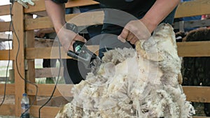 Men shearer shearing sheep at agricultural show in competition. Electric professional sheep manual hair clipper sheep