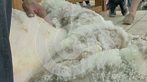 Men shearer shearing sheep at agricultural show in competition. Electric professional sheep manual hair clipper sheep