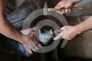 Men shoe a horse, hands and horseshoes close-up