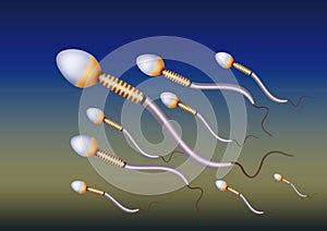 Men sperm