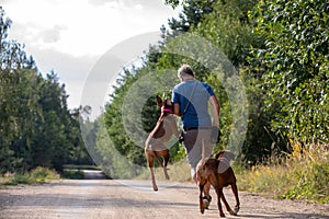 Men with two rhodesian ridgebacks - mum and daughter on the road