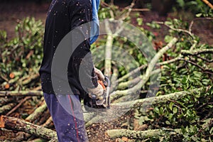 Men use saws to cut branches