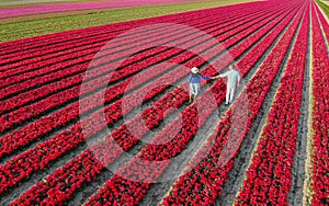 Men and women in flower fields seen from above with a drone in the Netherlands, flower fields