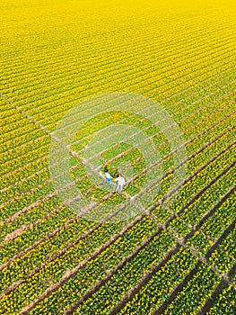 Men and women in flower fields seen from above with a drone in the Netherlands, Tulip fields Spring