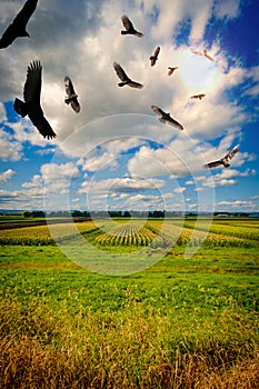 Menacing Circling Turkey Vultures