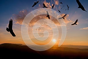 Menacing Circling Turkey Vultures