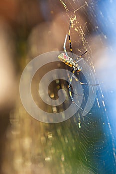 Menacing Joro Spider Builds Huge Web In Georgia Yard