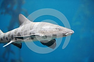 Menacing Leopard Shark photo