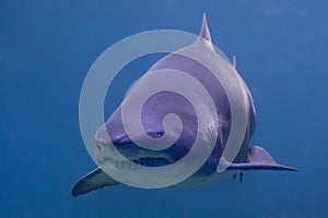 Menacing shark photo