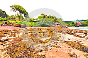 The Menai Suspension Bridge Anglesey North Wales Viewed At Low Tide From A Seaweed Strewn Beach