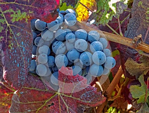 Mencia grape - Villafranca del Bierzo