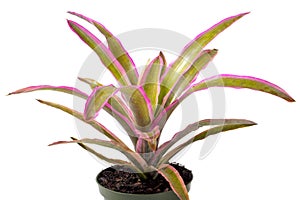 Mend Bromeliad On White