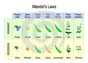 MendelÃ¢â¬â¢s Experiment. biological inheritance photo