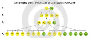 Monogybrid cross. Inheritance of seed color in pea plants. photo