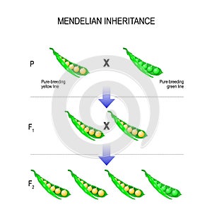 Mendelian inheritance. model of Mendel`s laws. photo