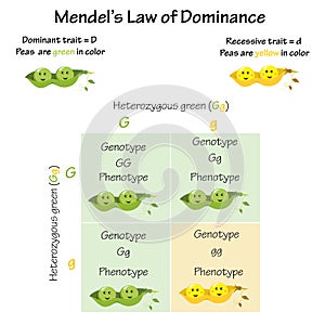 Mendels law of dominance photo